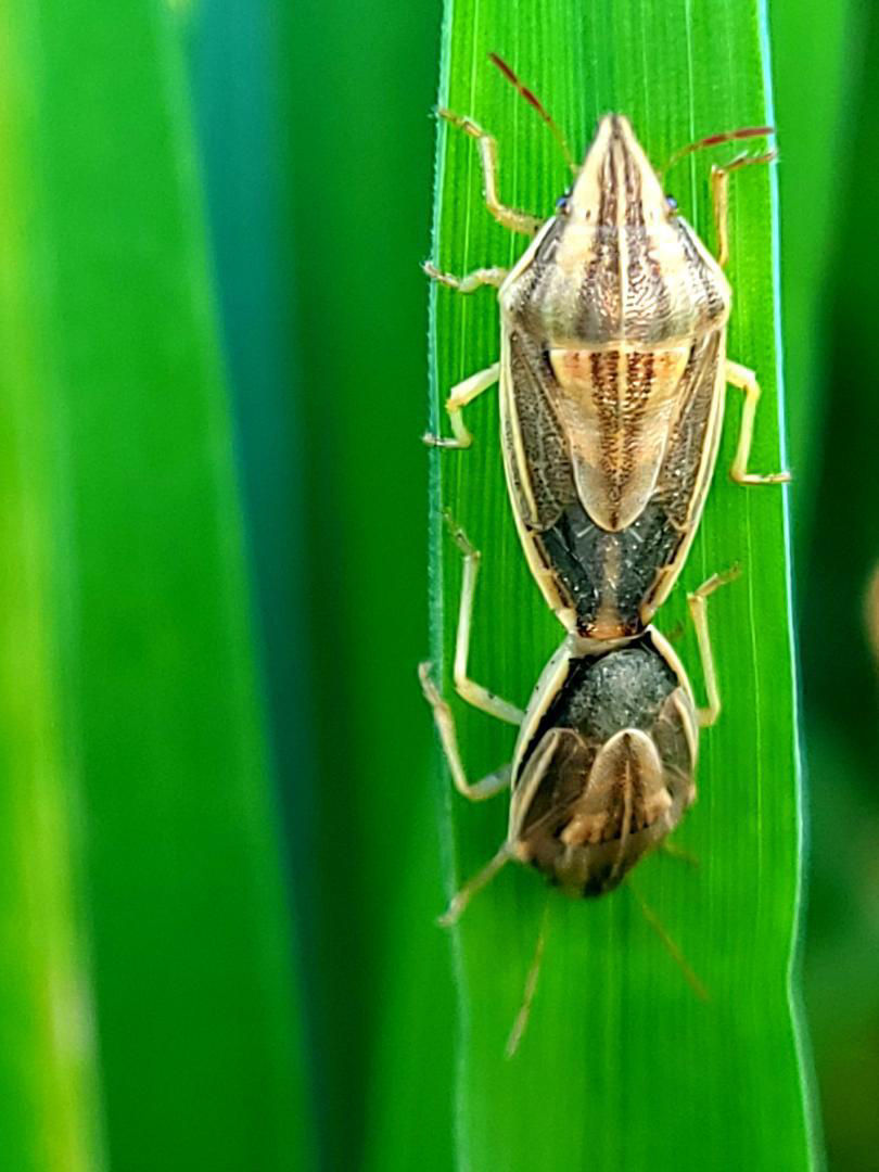 Adult de ploșniță a cerealelor (Eurygaster spp.) observat într-o cultură de grâu
